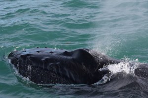 Whale Watching at Husavik